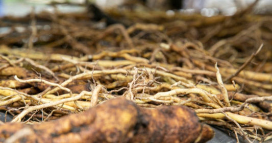 Kava Root
