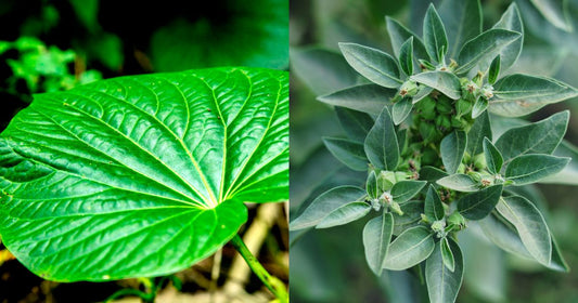 Kava vs. Ashwagandha