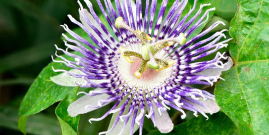 Passion Flower Benefits